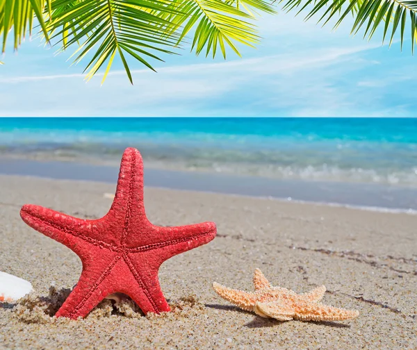 Deniz yıldızı üzerinde palmiye — Stok fotoğraf