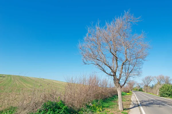 Albero sulla strada — Foto Stock