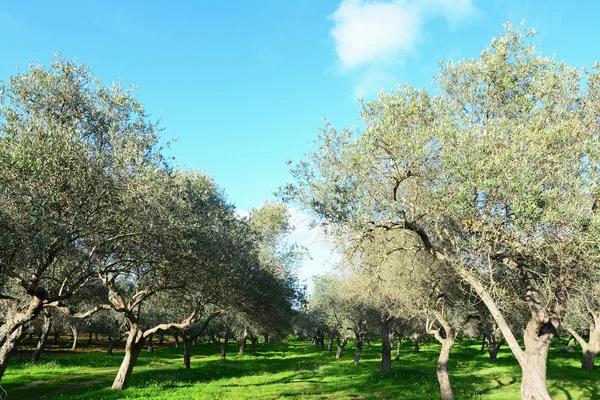 Bomen en gras — Stockfoto