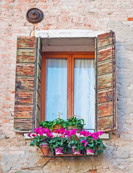 Bloemen en venster — Stockfoto