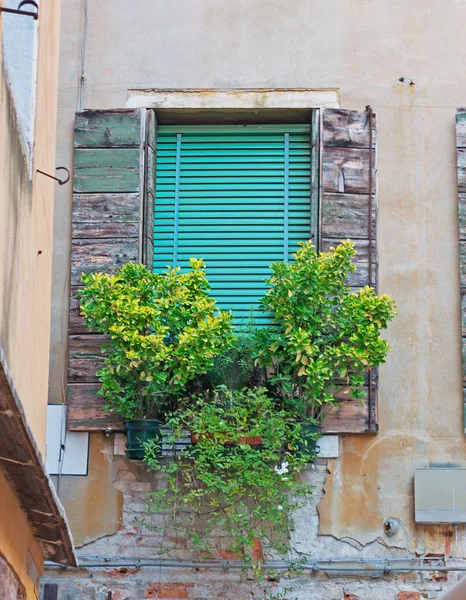 Fenster und Pflanzen — Stockfoto