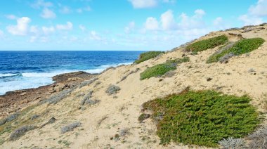 Çalılar ve kayalar