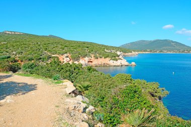 Cala dragunara bitkiler