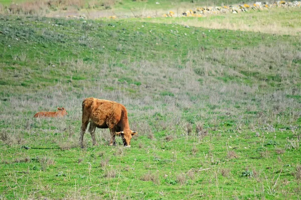 Vache brune — Photo