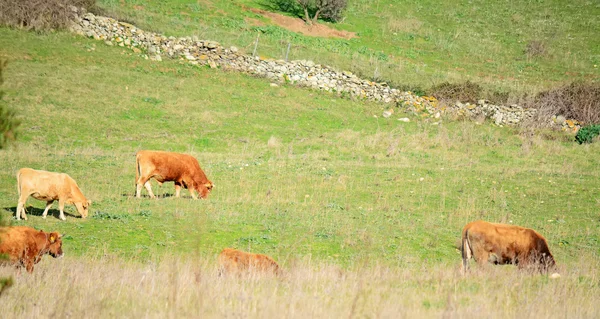 Vacas marrones en un prado —  Fotos de Stock