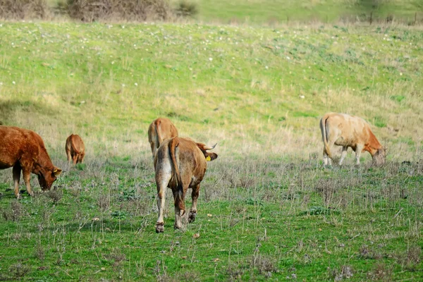 Vacas marrones en el verde —  Fotos de Stock