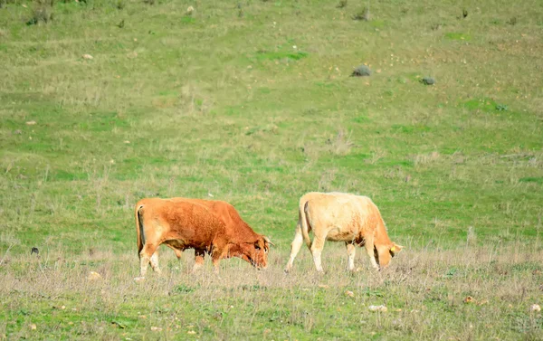 Bika és tehén — Stock Fotó