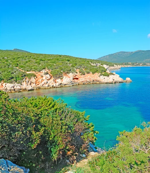 Deniz kenarındaki çalılıklar — Stok fotoğraf