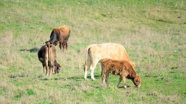 Vacas y ternera en un campo verde —  Fotos de Stock