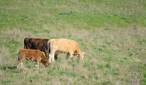 Vacas y ternera —  Fotos de Stock