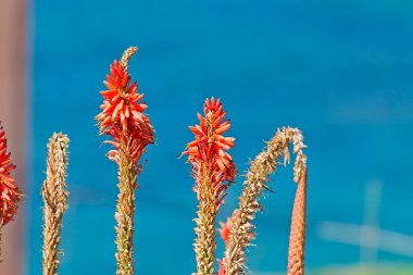 Kniphofia detay