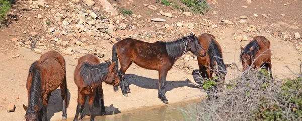Cinco caballos salvajes —  Fotos de Stock
