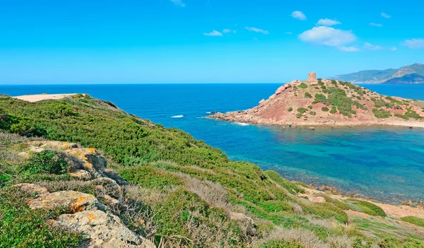 Green bushes in Porticciolo — Stock Photo, Image