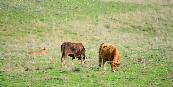 Green field with cows — Stock Photo, Image