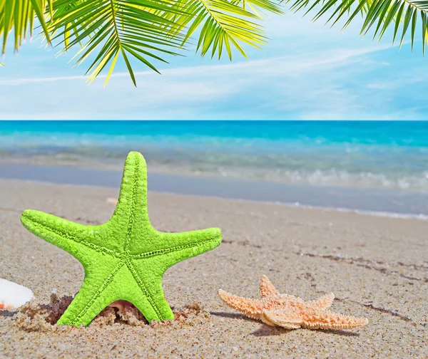 Palm over a green starfish — Stock Photo, Image