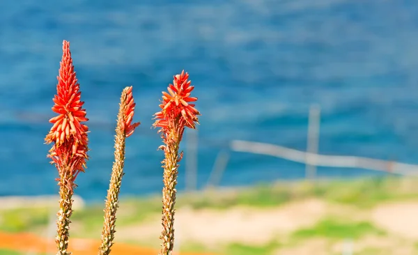 Kniphofia y mar —  Fotos de Stock