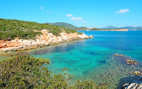 Mediterranean scrub — Stock Photo, Image