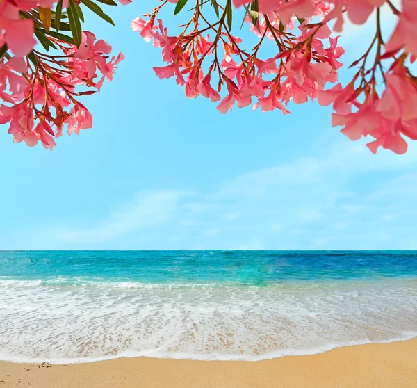 Oleanders and sand — Stock Photo, Image