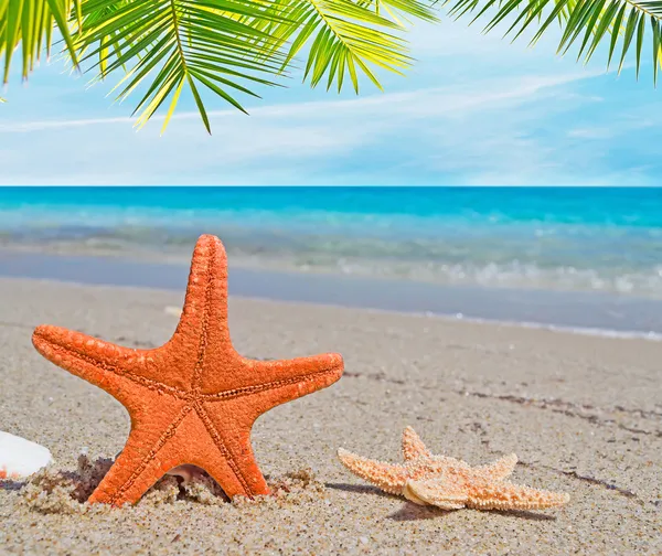 Palm över en orange sjöstjärna — Stockfoto