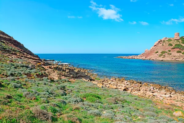 Piante e rocce — Foto Stock