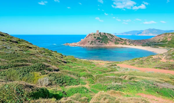 Piante nella spiaggia di Porticciolo — Foto Stock