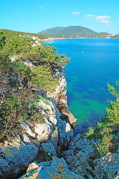 Rocce e piante vicino alla riva — Foto Stock