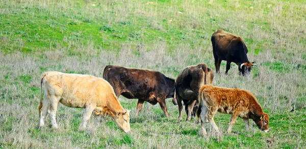 Ternera y vacas —  Fotos de Stock