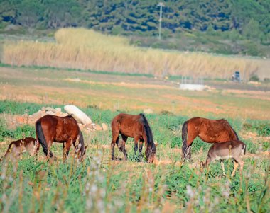 atlar ve bir parkta geyikler
