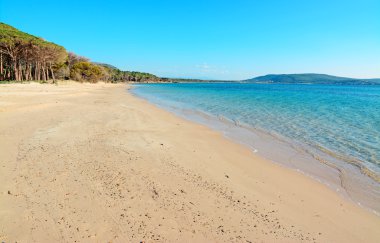 Pineta Mugoni ipliği.