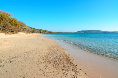 çam ağaçları ile kıyı