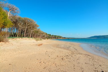 ağaçlar Mugoni Beach