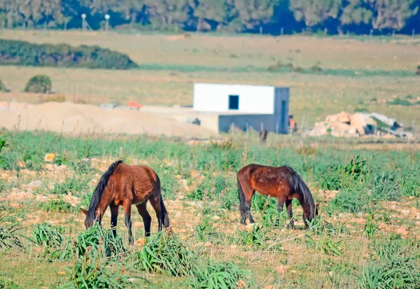 Comer caballos —  Fotos de Stock