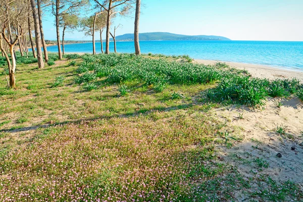 Λουλούδια και δέντρα — Φωτογραφία Αρχείου