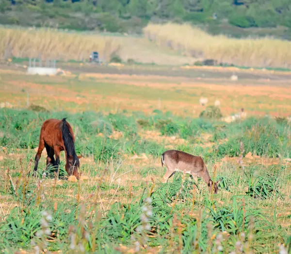 Caballo y ciervo en un campo —  Fotos de Stock