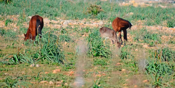 Caballos y ciervos comiendo —  Fotos de Stock