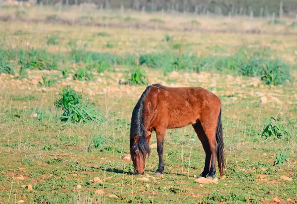 Caballo salvaje —  Fotos de Stock