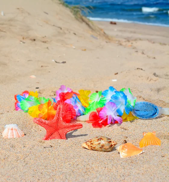 Étoiles de mer et lunettes au bord de la mer — Photo