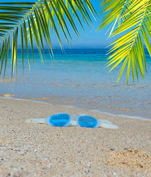 Palm and glasses — Stock Photo, Image