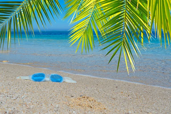 Palm and glasses — Stock Photo, Image