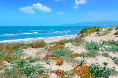 bitkiler ve bulutlar