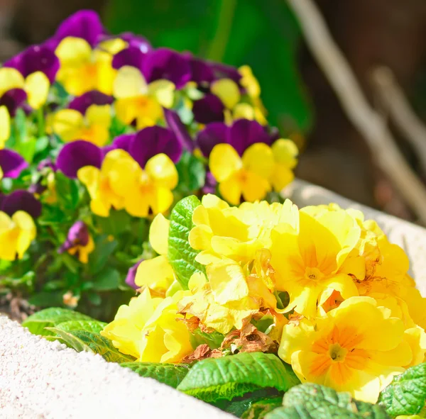 Purple and yellow flowers — Stock Photo, Image