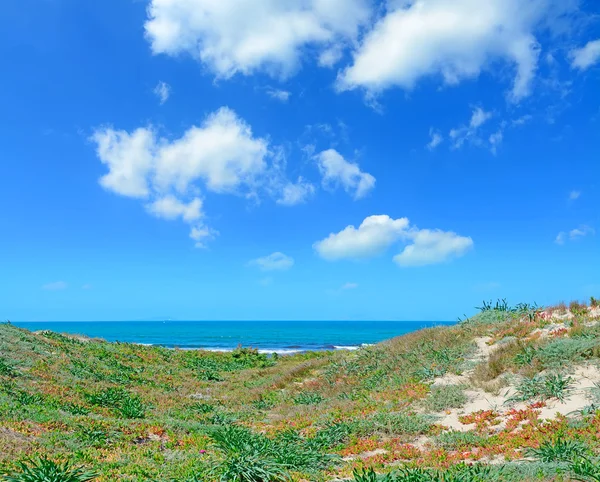 Yeşil sahil — Stok fotoğraf