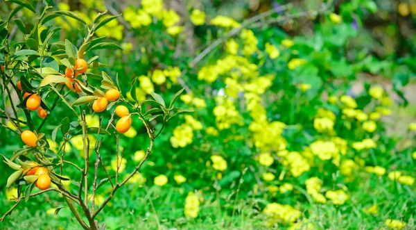 Kumquat y flores — Foto de Stock
