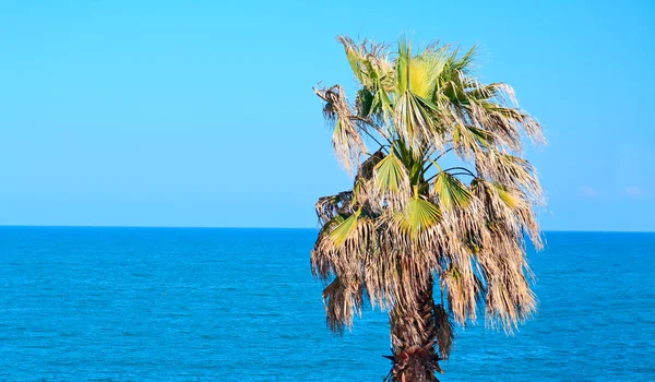 Palma y mar — Foto de Stock