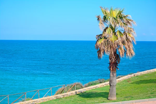 Palmiye ve deniz — Stok fotoğraf