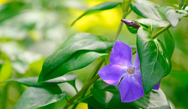 Periwinkle leaves — Stock Photo, Image