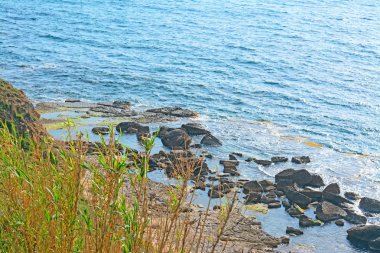 Deniz kenarındaki sazlıklar