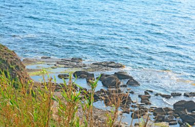 Deniz kenarındaki sazlıklar