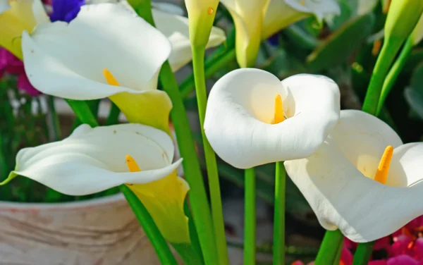 Calla lifeces — стоковое фото