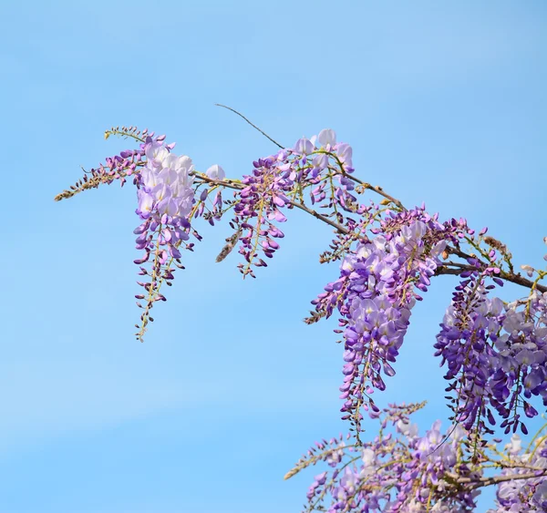 Ramo de wisteria — Fotografia de Stock